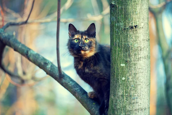 Katze auf einem Baum — Stockfoto