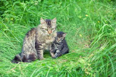 Küçük kedi yavrusu ile anne kedi