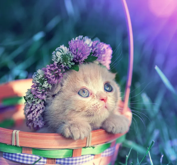 클로버 chaplet를 선정 하는 고양이 — 스톡 사진
