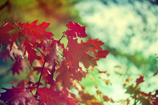 Ramo de carvalho com folhas vermelhas — Fotografia de Stock