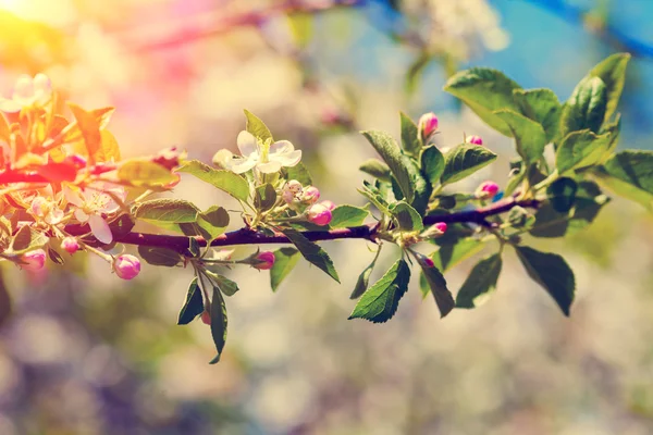 Pomar florescente vintage — Fotografia de Stock