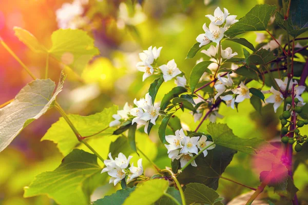 Fiori di gelsomino in fiore — Foto Stock