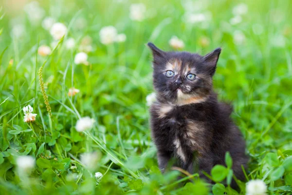 Kitten zittend op het gras — Stockfoto