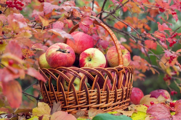 Basket with apples — Stock Photo, Image