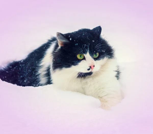 Gato caminando en la nieve — Foto de Stock