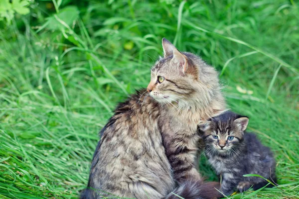 Katzenfamilie im Gras — Stockfoto