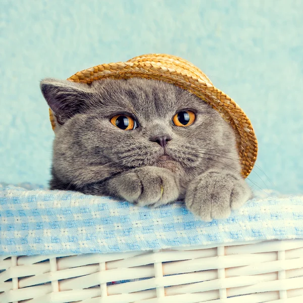 Chat portant un chapeau de paille — Photo