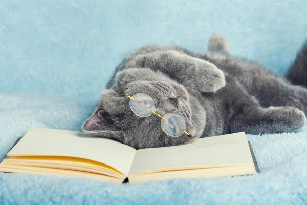 Cat wearing glasses lying on the book — Stock Photo, Image