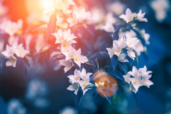 Blühende Jasminblüten — Stockfoto