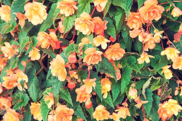 Vintage begonia blomma — Stockfoto