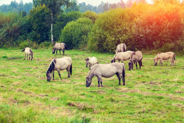 Herd of wild horses — Stock Photo, Image