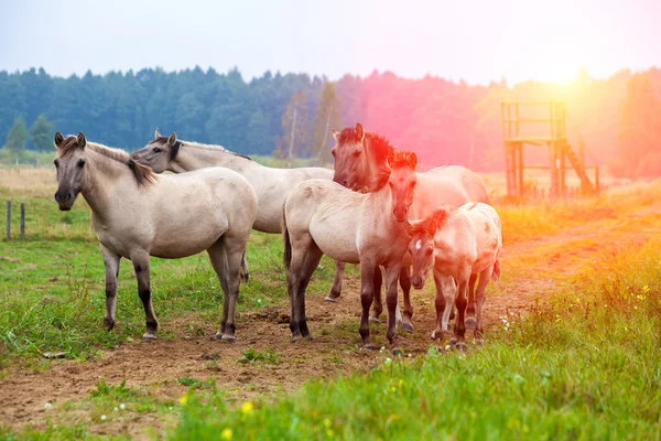 Herde von Wildpferden — Stockfoto