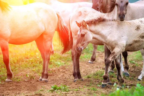 Herd of wild horses — Stock Photo, Image