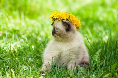 Karahindiba çelenk taç küçük kedi yavrusu