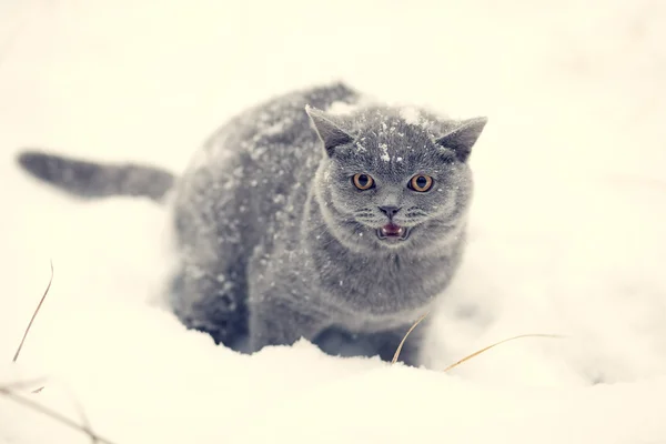 Karda yürüyen kedi — Stok fotoğraf