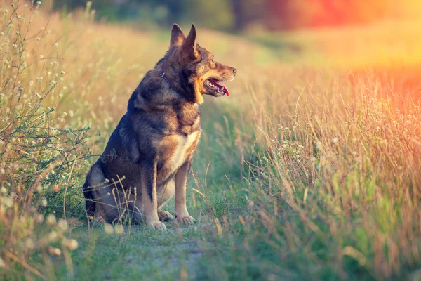 犬の視線の夕日 — ストック写真
