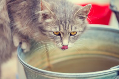 Kedi içme suyu bir kova