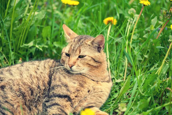 Chat couché sur l'herbe — Photo