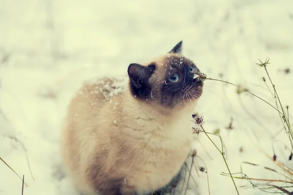 Cat walking in snow — Stock Photo, Image