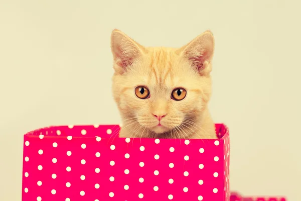 Gatinho olhar para fora da caixa de presente — Fotografia de Stock