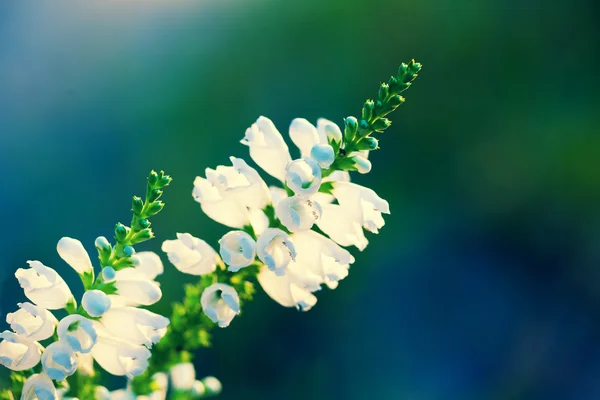 Physostegia virginiana flowers — Stock Photo, Image