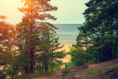 Çam ağaçları deniz kenarında