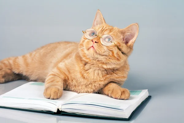 cat wearing glasses lying on the book