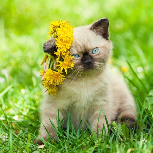 Kätzchen gekrönt Chaplet aus dem Löwenzahn Blumen — Stockfoto