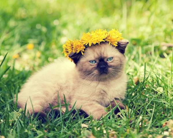 Kitten gekroond chaplet van de paardebloem bloemen — Stockfoto