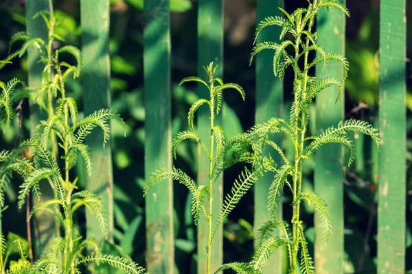 Green Achillea herb — Stock Photo, Image