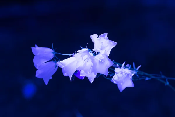 Fleurs cloche bleue — Photo