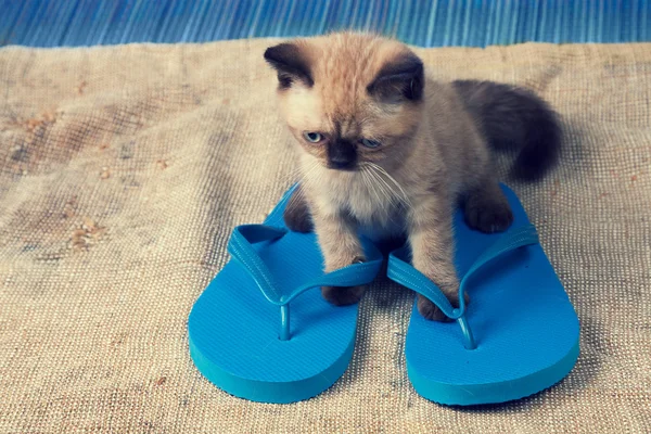 Gato con sandalias chanclas —  Fotos de Stock