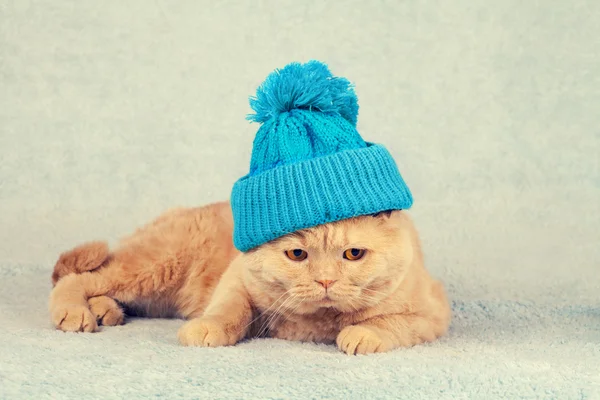 Cat wearing a knitted cap