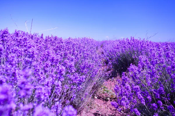 Blomstrende lavendel felt - Stock-foto
