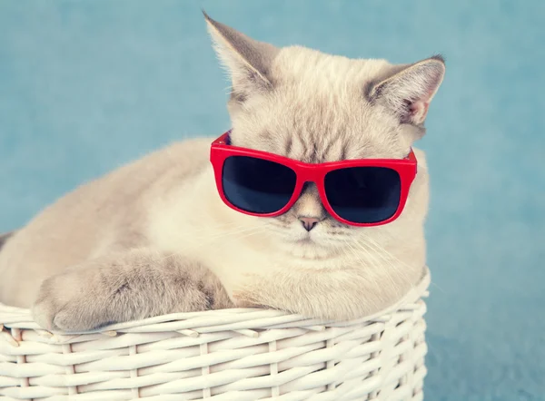 Gato usando gafas de sol —  Fotos de Stock