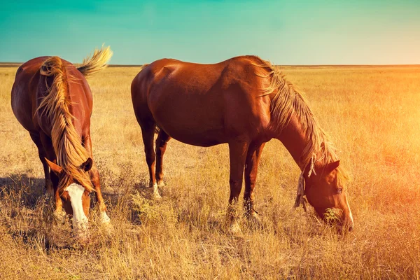 Two horses grazing in the meadow — Stock Photo, Image