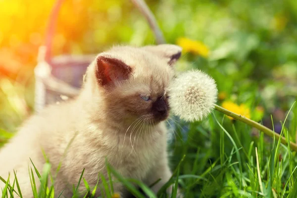 Kitten sniffing dandelion with seed — Stock Photo, Image