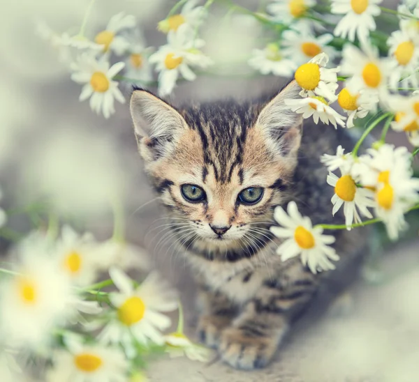 Pequeño gatito con flores — Foto de Stock