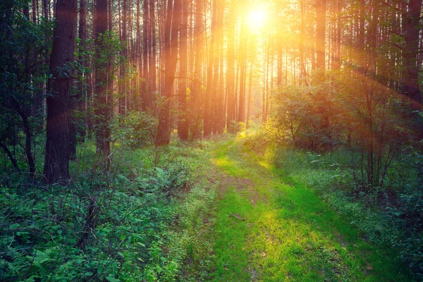 Floresta de pinheiro ao nascer do sol — Fotografia de Stock