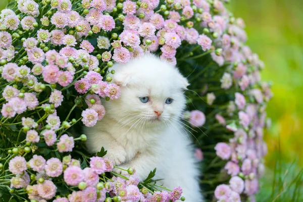 Kleines Kätzchen sitzt in Blumen — Stockfoto