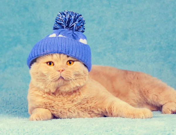 Katt bär Stickad mössa — Stockfoto