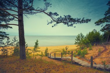 Çam ağaçları deniz kenarında