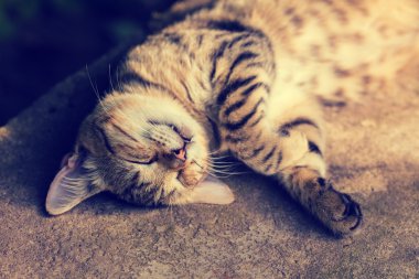 arkasında uyuyan kedi