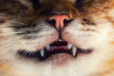 portrait of cat, nose and teeth clipart