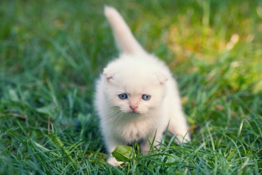 çimenlerin üzerinde yürüyüş yavru kedi