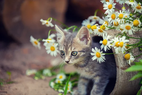 Çiçekli küçük kedi yavrusu — Stok fotoğraf
