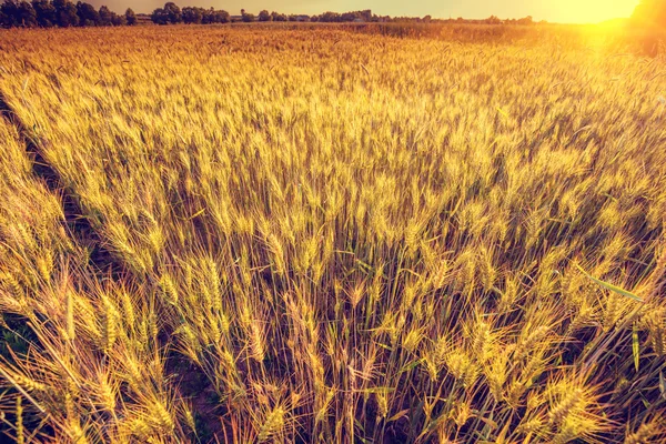 Campo de trigo a la luz del sol —  Fotos de Stock