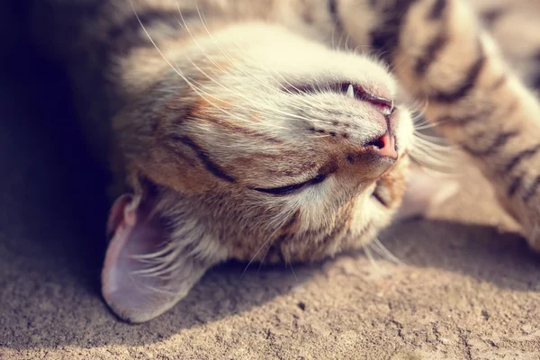 Gato dormindo nas costas — Fotografia de Stock