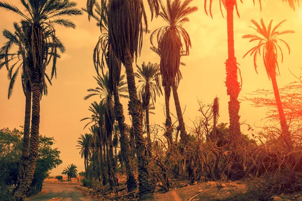 Sunset over palm trees — Stock Photo, Image