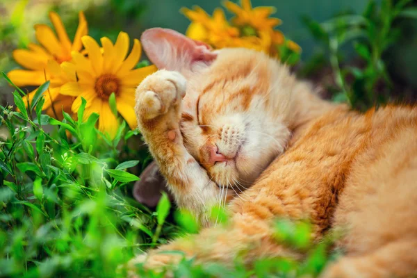 Кошка спит на траве — стоковое фото